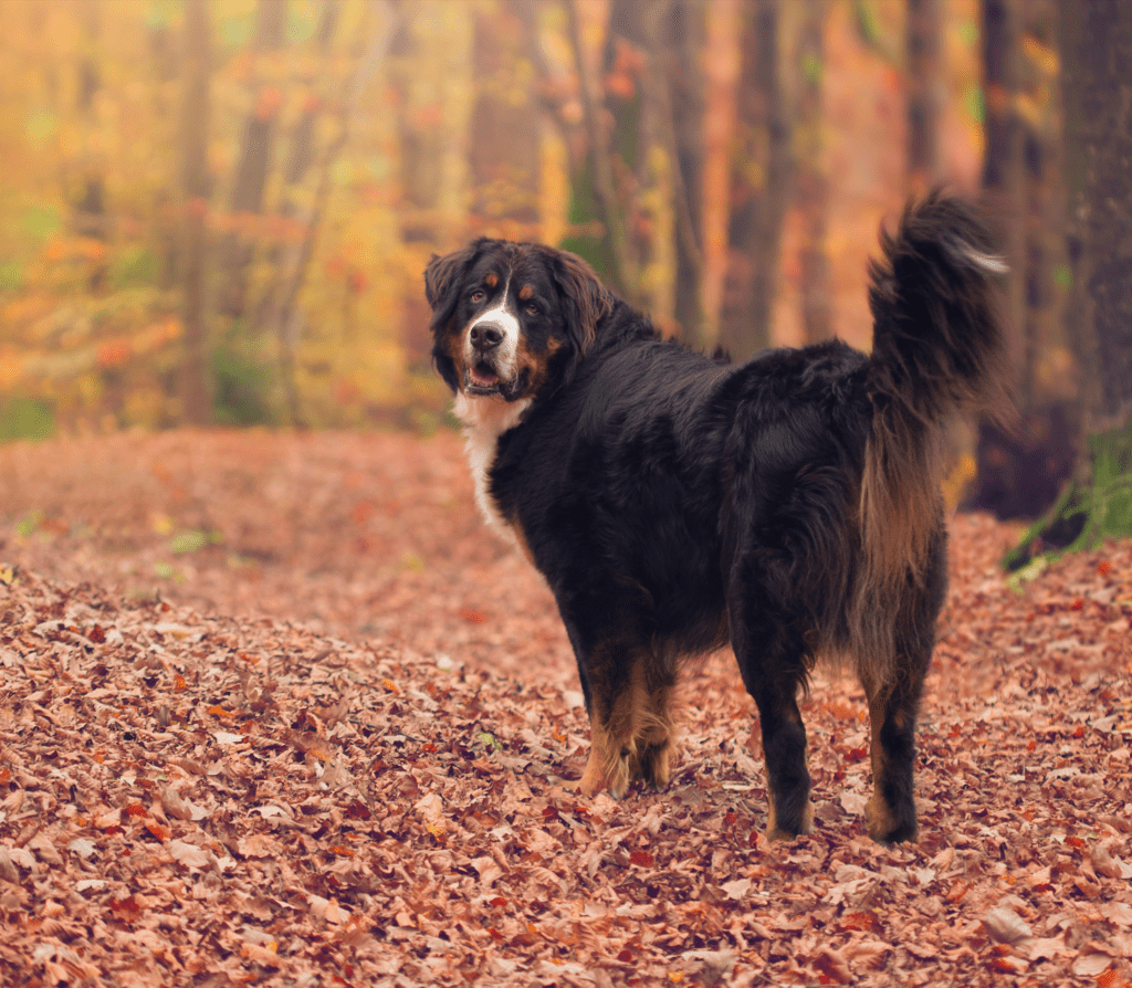 Black Bernese mountain dog on a park with orange fallen leaves