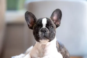 French Bulldog patient