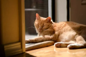 Orange cat relaxing