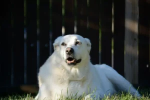 Great Pyrenees dog